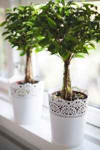 plants-768717_960_720